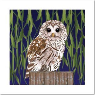 Barred Owl Posters and Art